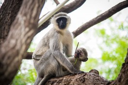 Kruger safari monkeys 