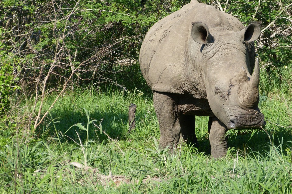 Kruger Safari, rhino
