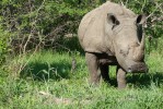 Kruger Safari, rhino 