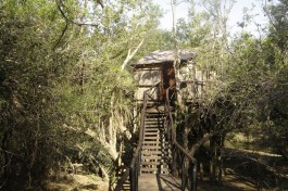 Treehouse Camp, Kruger area 
