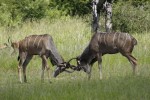 Greater kudu, Kruger safari  by Derek Keats