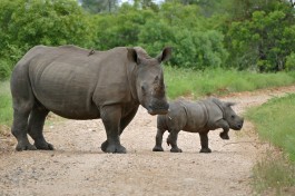 Kruger safari rhinos  by Bernard DUPONT