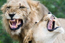 Lions on Kruger safari  by Chris Eason