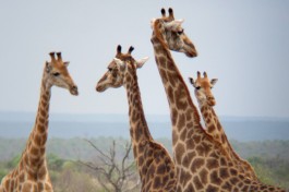 Kruger safari giraffes  by butforthesky.com