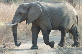 Kruger National Park elephant 