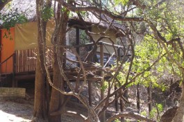 Kruger treehouse on stilts 