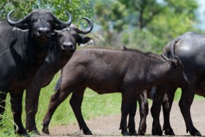Kruger Safari - buffaloes by Chris Eason