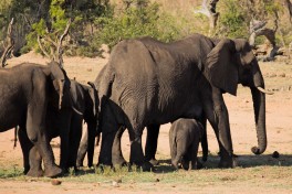 Big 5 Kruger Safari - elephants 