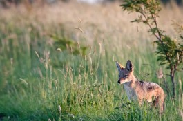 Kruger Safari - black-backed jackal  by Chris Eason