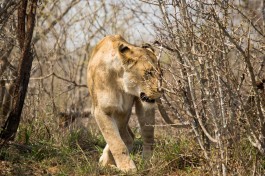 Big 5 Kruger Safari - lioness 