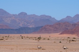 Oryx in Namib Desert of Namibia 