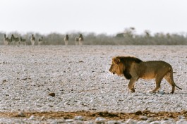 Etosha safari lion 
