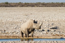 Etosha rhino 