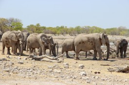 Etosha elephants 