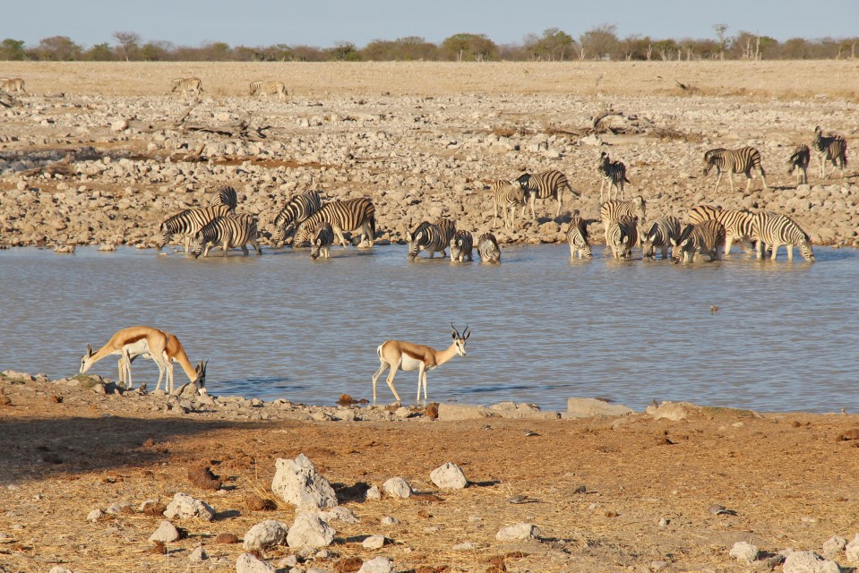 Etosha game