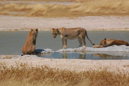 Etosha lions 