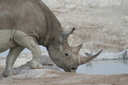 Etosha rhino 