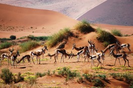Springbok in Namib Desert 