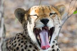Yawning cheetah, Hwange national park 