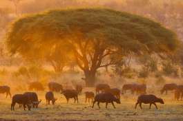Zimbabwe Hwange np Buffalos at sunse 
