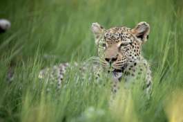 Khwai Leopard 