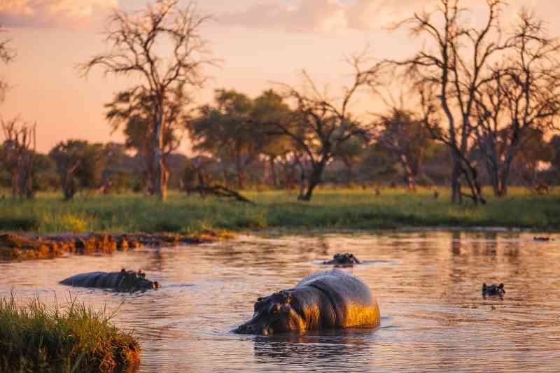 Hippo in Khwai, Botswana