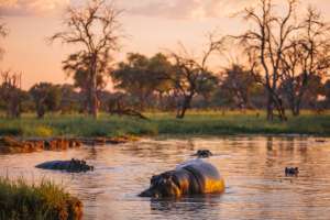 Hippo in Khwai, Botswana