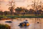 Hippo in Khwai, Botswana 