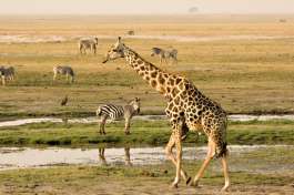 Chobe river Giraffe and Zebra 