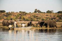 Chobe river safari cruise 