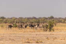 Eland herd in Chobe 