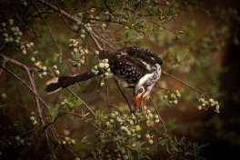 Red Billed Hornbill in Khwai 