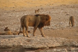 Lion, Etosha Safari in Namibia  by NH53