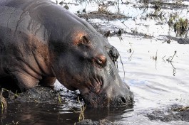 Chobe Safari, Botswana  by Letizia Barbi