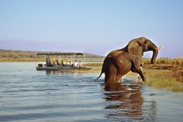 Chobe boat cruise1 