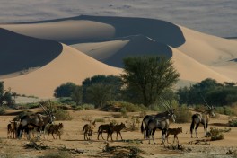 Sossusvlei desert Namibia 