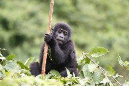 Uganda gorilla trekking tour  by Heather Thorkelson