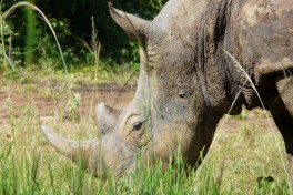 Uganda Safari rhino  by Mark Jordahl