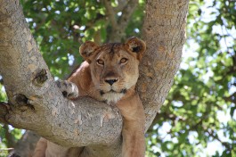 Tree climbing lion, Uganda Safari  by Noel Reynolds