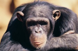Uganda Safari Chimpanzee 