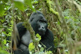 Silverback on Gorilla Trekking Tour 
