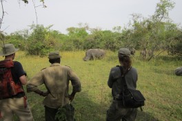 Uganda Safari wildlife 