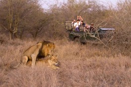 Lions on game drive 