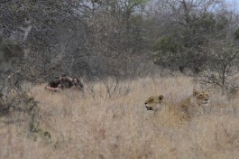 Lion sighting on foot 