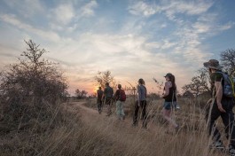 Walking safari 