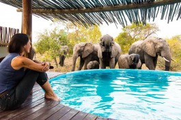 Elephants at pool 
