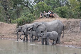 Elephant herd 