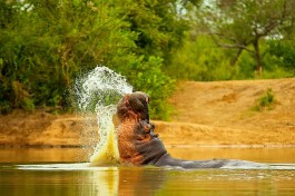 Hippo 