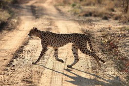 Cheetah 