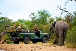 Elephant sighting 
